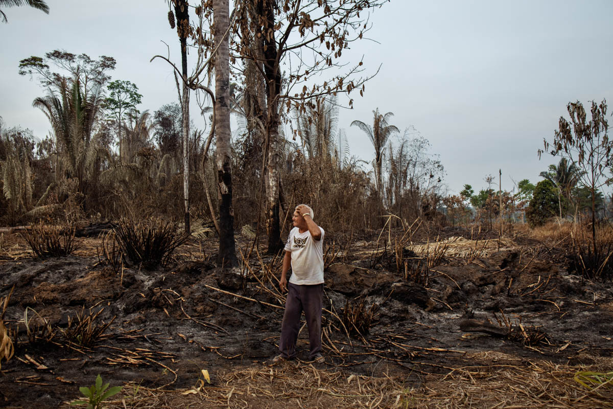 The Brazilian Amazon Rainforest