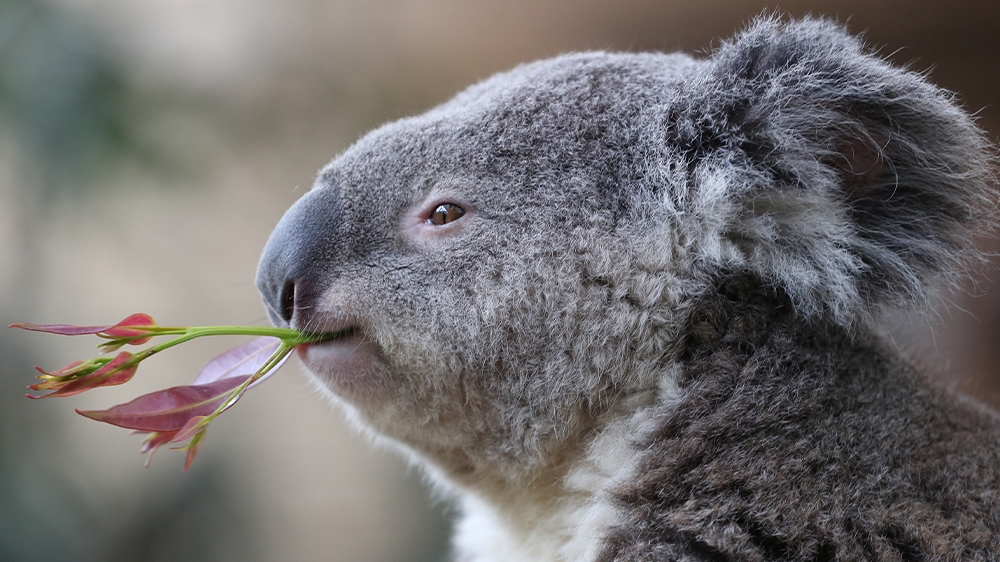 Australia Koala