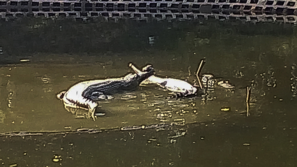 Gharial - Bangladesh