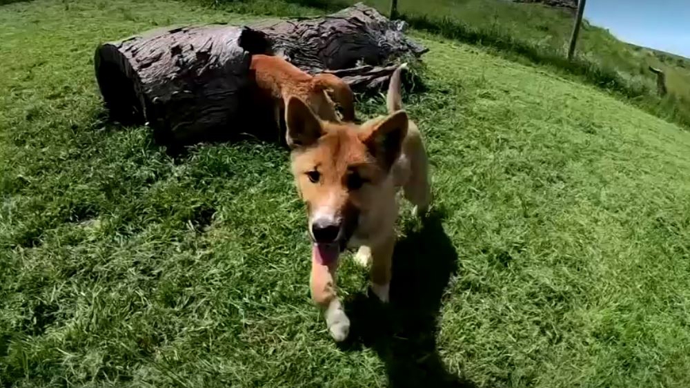 Video screenshot of a dingo in Australia 2019 Thomson Reuters, unless otherwise identified