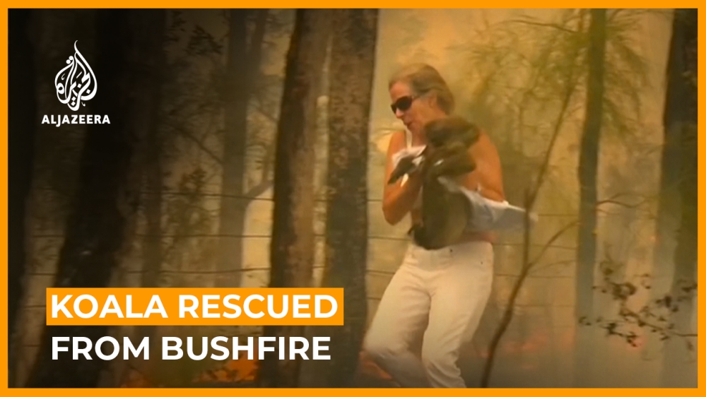 Koala rescued from bushfire in Australia