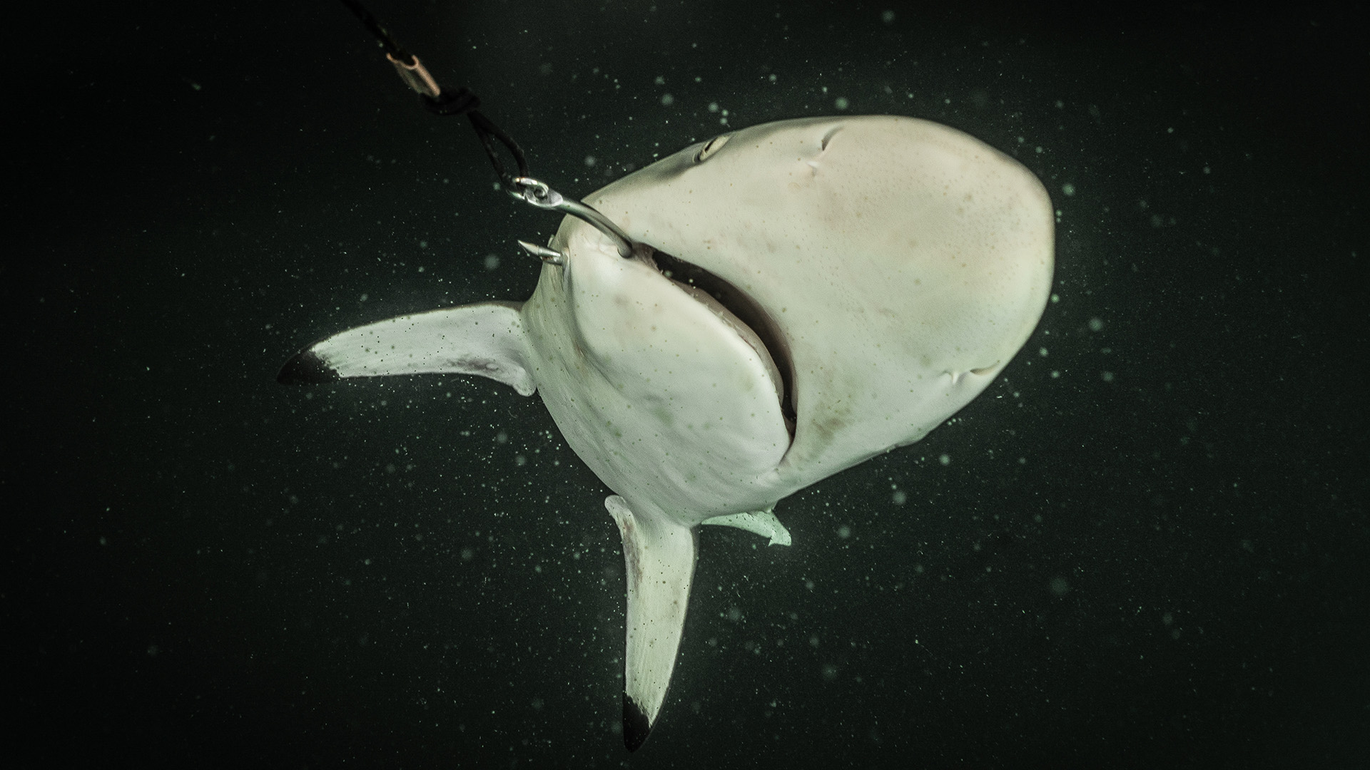 Behind the lens - Sebastian Castelier [DO NOT USE]