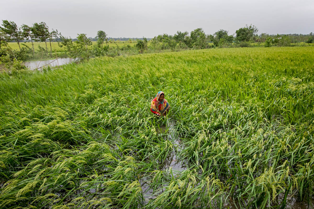 Women seen her destroyed crops effect of cyclone Bulbul in Dacope area of Khulna District. Cyclone Bulbul hits Bangladesh and India where Bangladesh damaged 494,200 acres of crops.