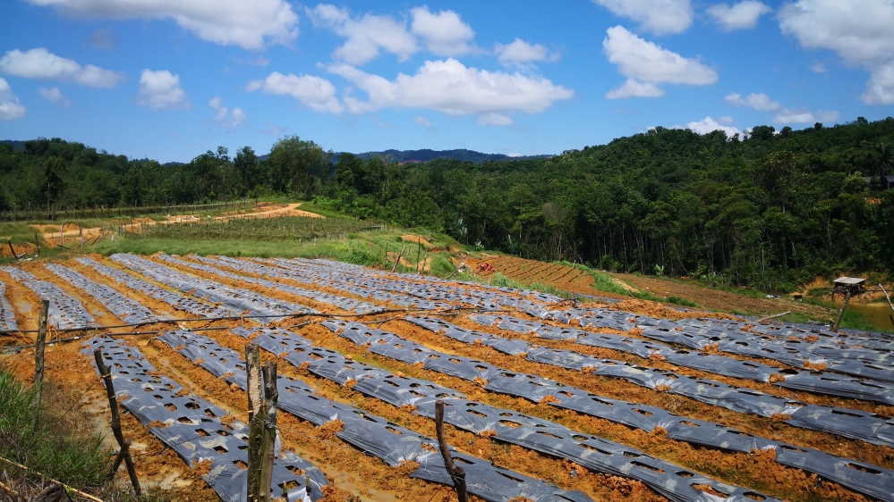 Shinnou Farms 1 Nyshka Chandran