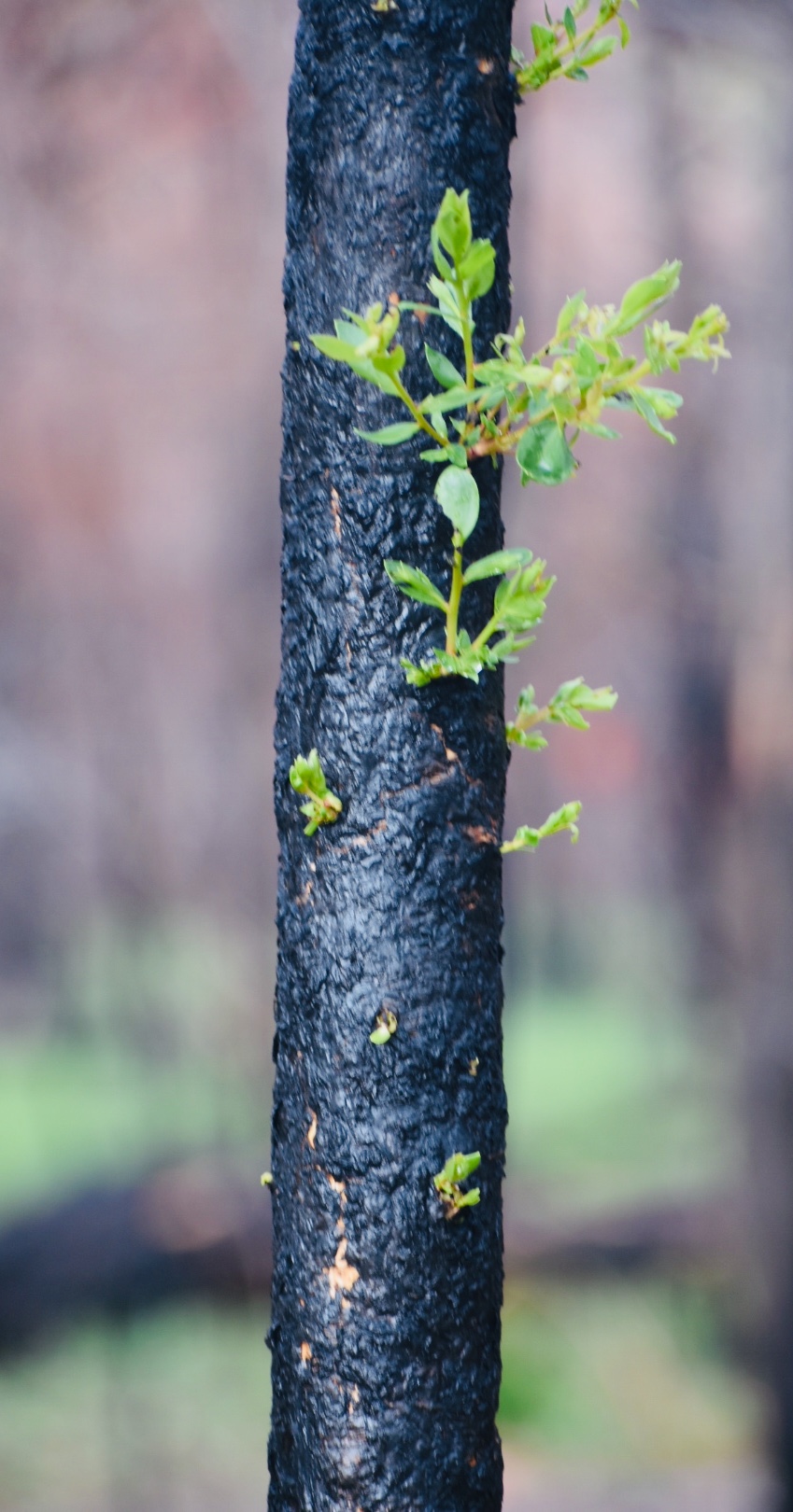 Cancer and climate crisis - Katerina Cosgrove - DO NOT USE