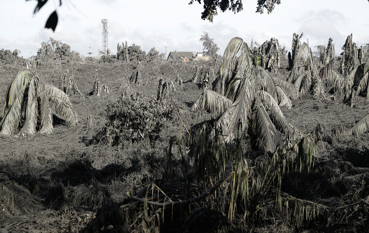 Trees are covered with falling ash from the Taal volcano in Tagaytay, Cavite province, southern Philippines on Monday, Jan. 13, 2020. Red-hot lava is gushing from the volcano after a sudden eruption o