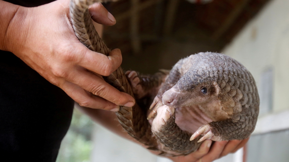 pangolin 