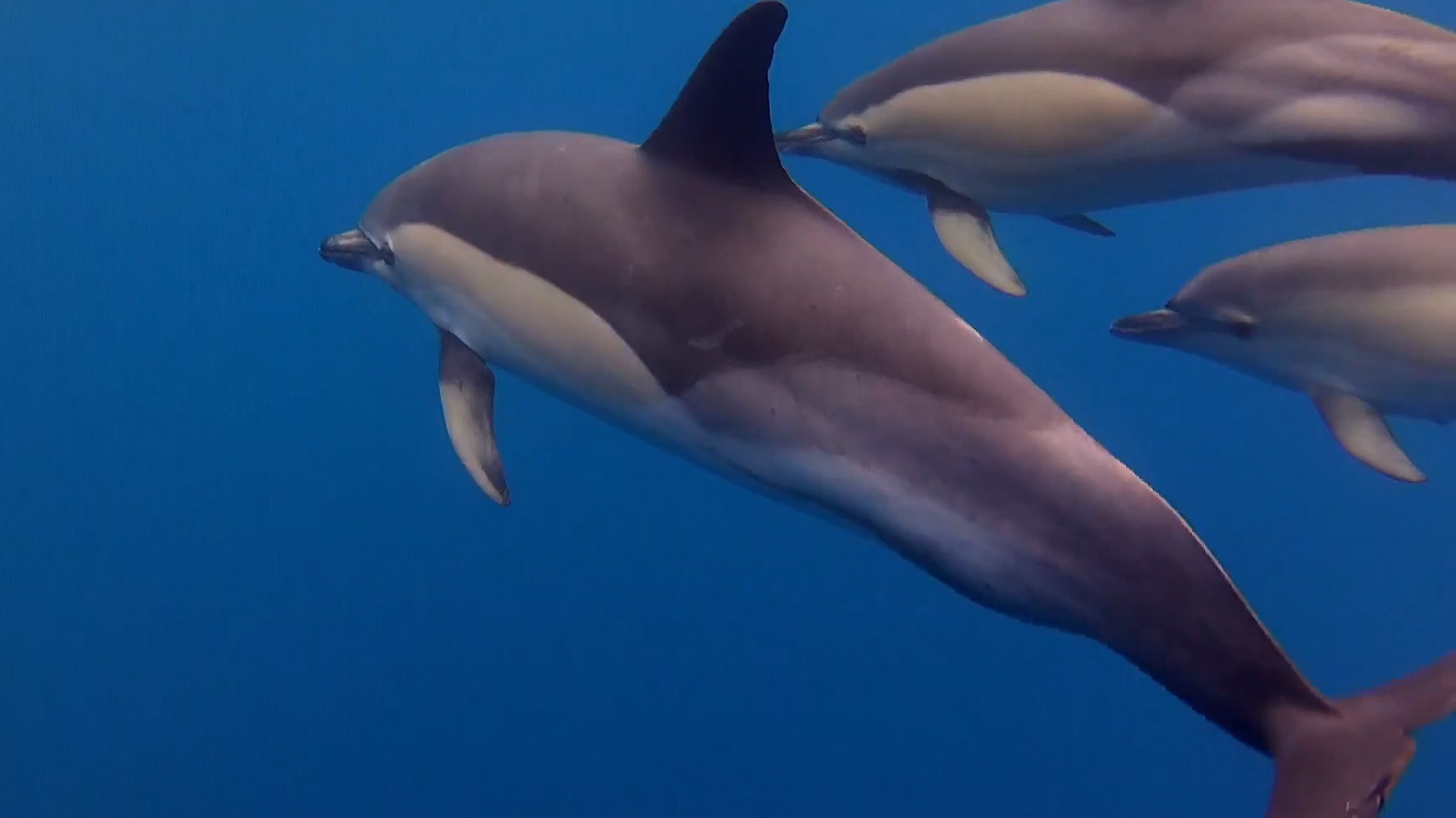 Women Make Science: Greece''s Dolphin Sanctuary