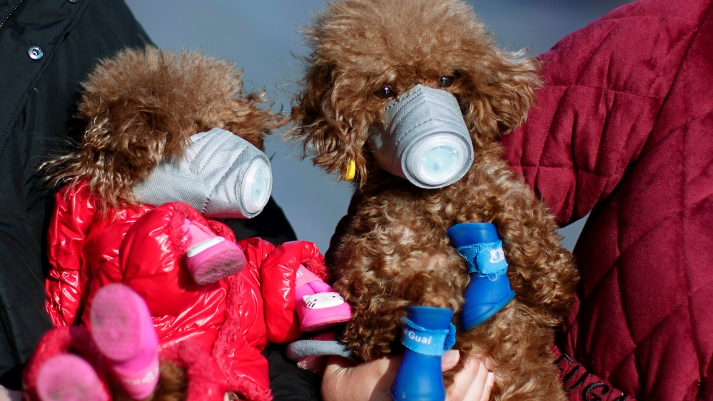 Dogs wearing masks are seen at a main shopping area, in downtown Shanghai