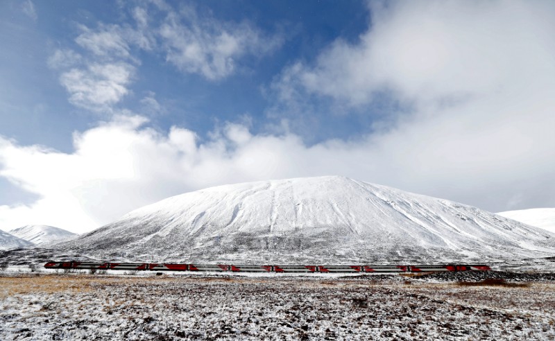 Highland coo - Reuters