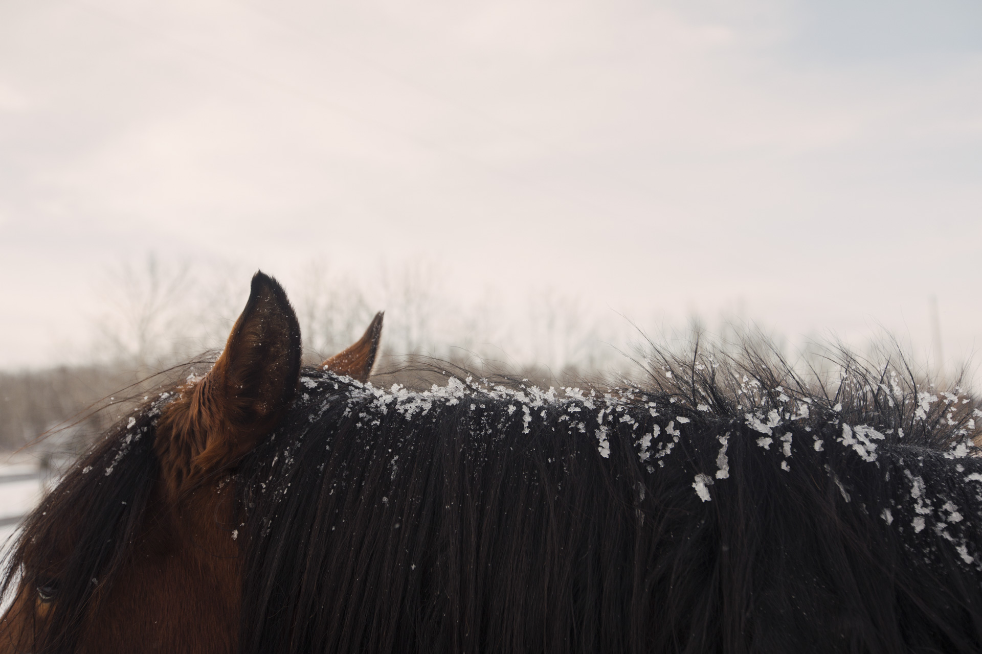 Canada racism and reconciliation - Brandi Morin feature - DO NOT USE