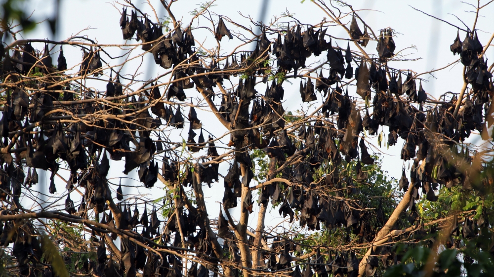 Bats hanging out