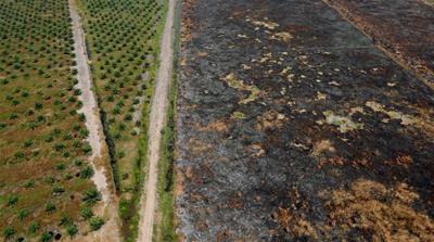 Indonesia plam oil plantation