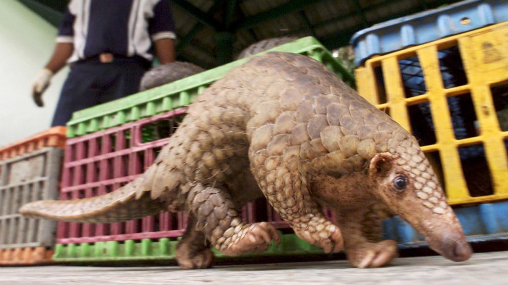 malaysia pangolin