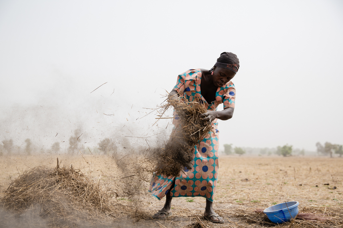 To supplement her income, Rebeca collects left over grains of rice in the fields after the harvest.