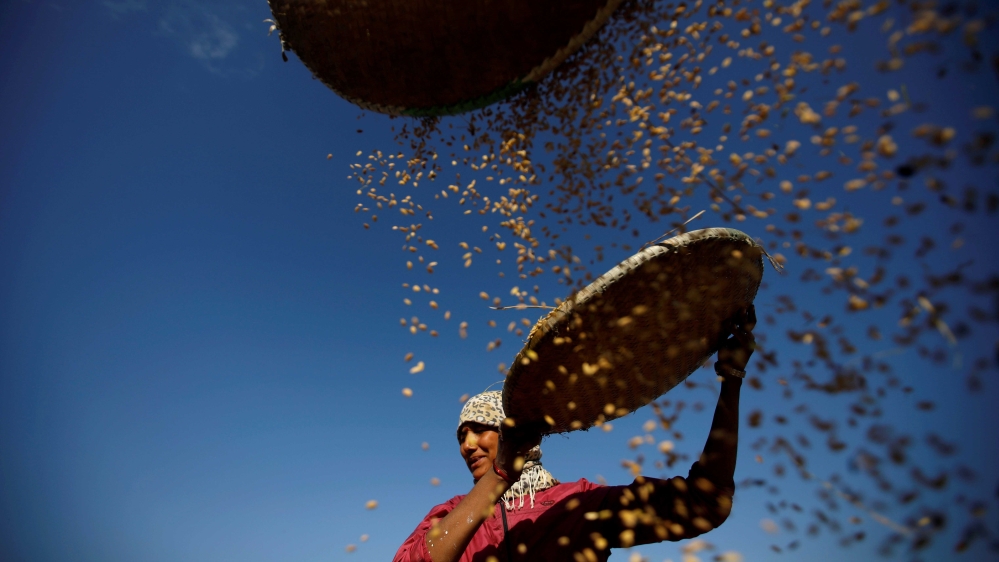 A farmer harvests