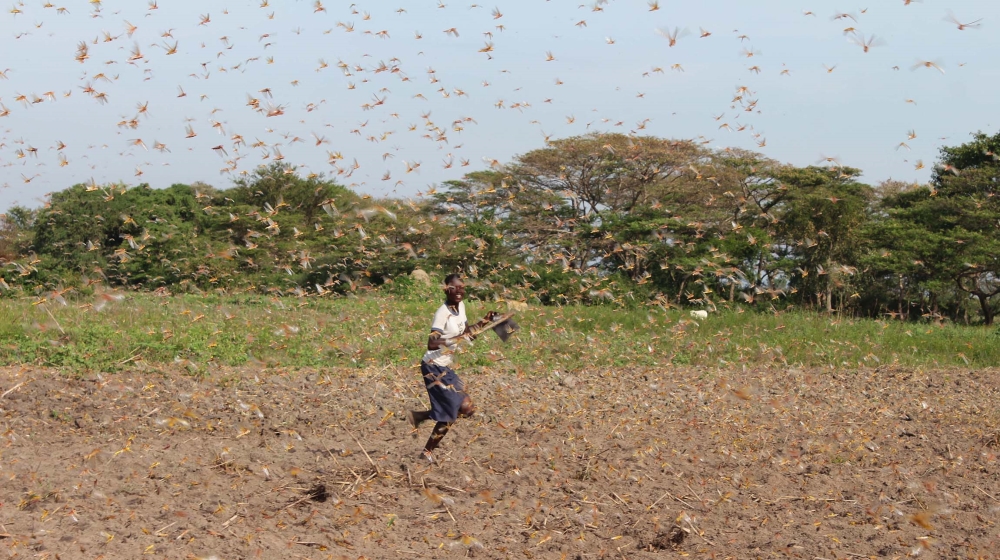 Desert locust, Uganda/PLEASE DO NOT USE