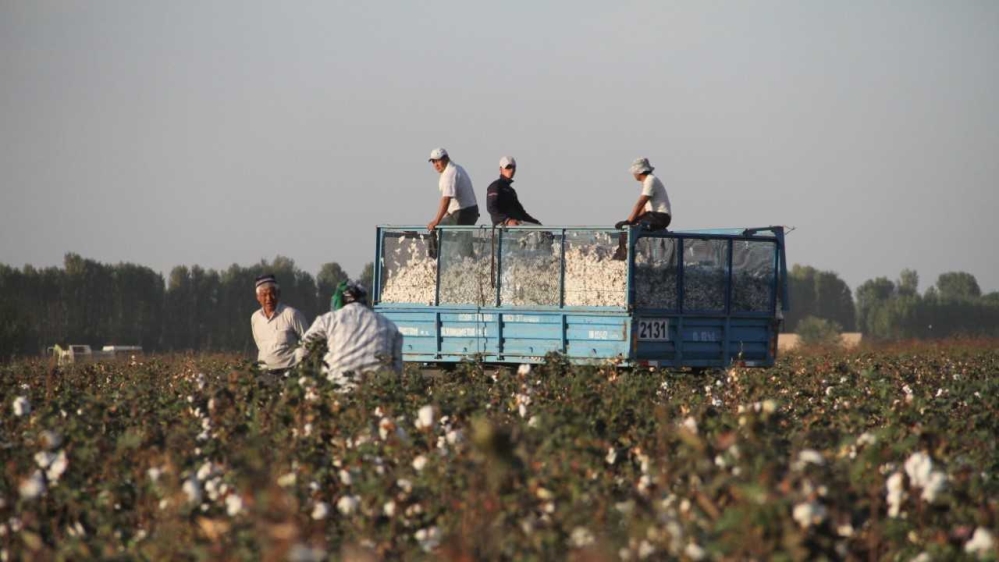 harvest season in autumn 2019 in the Buka region.