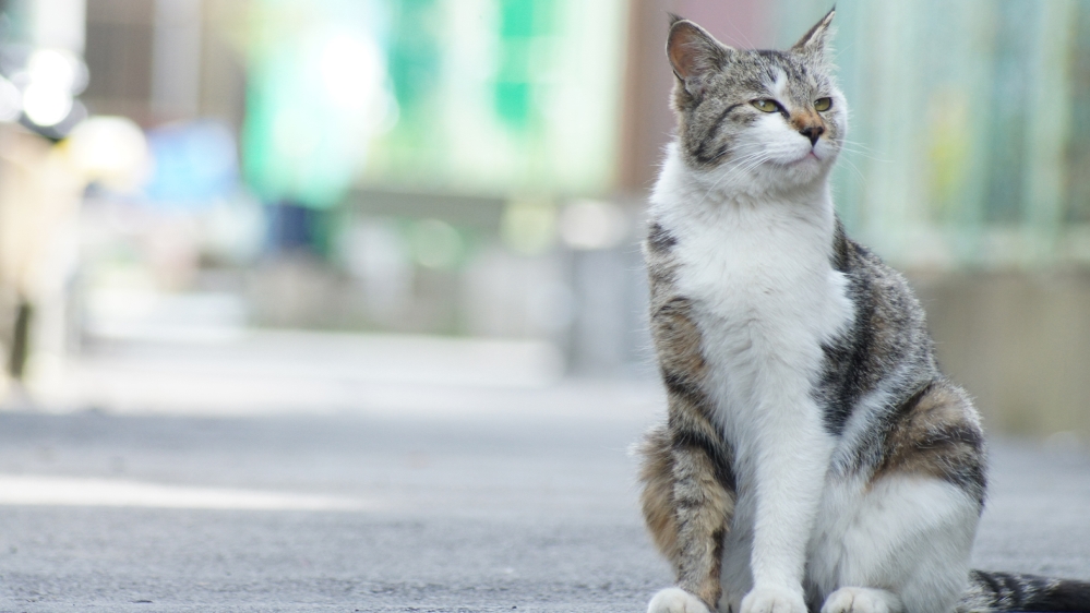 Doctor''s note cats/Getty Images