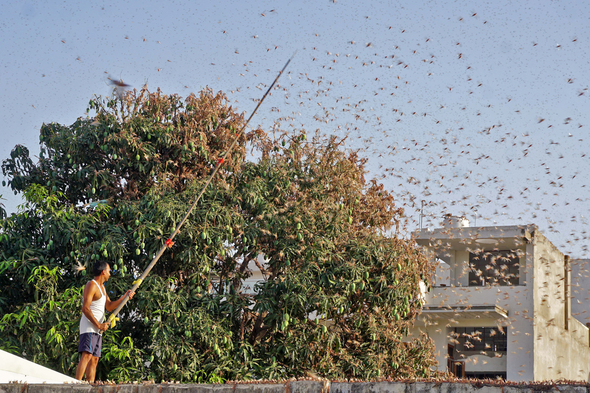 In this photograph taken on May 25, 2020 a resident tries to fend off swarms of locusts from a mango tree in a residential area of Jaipur in the Indian state of Rajasthan. - Authorities on May 25 were