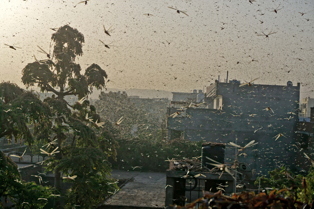 epa08449035 Locusts seen flying and clings to the various surfaces in Jaipur, India, 25 May 2020 (issued 28 May 2020). Locusts attacked on the various parts of Rajasthan and destroying the crops and