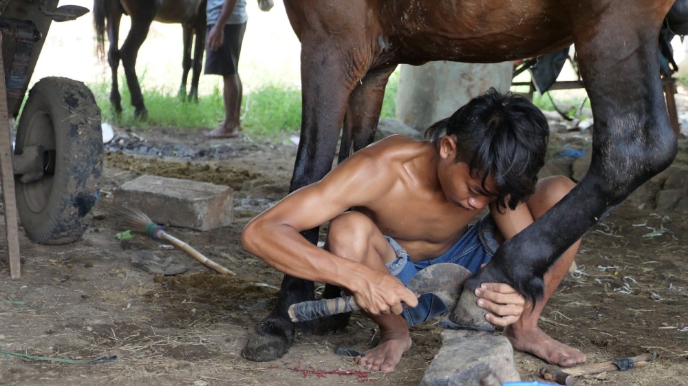 Horse carriage operators - Indonesia