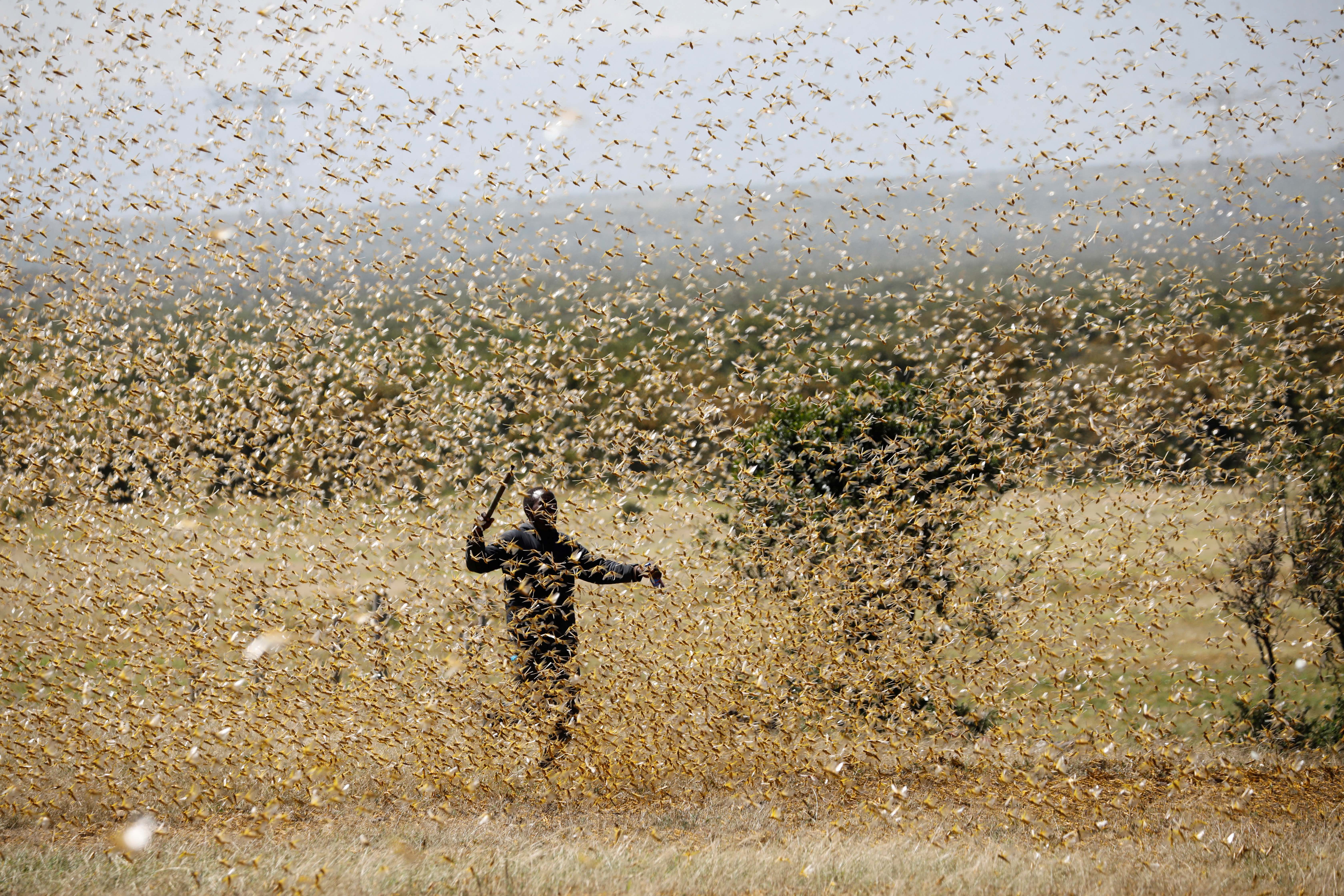  desert locusts 