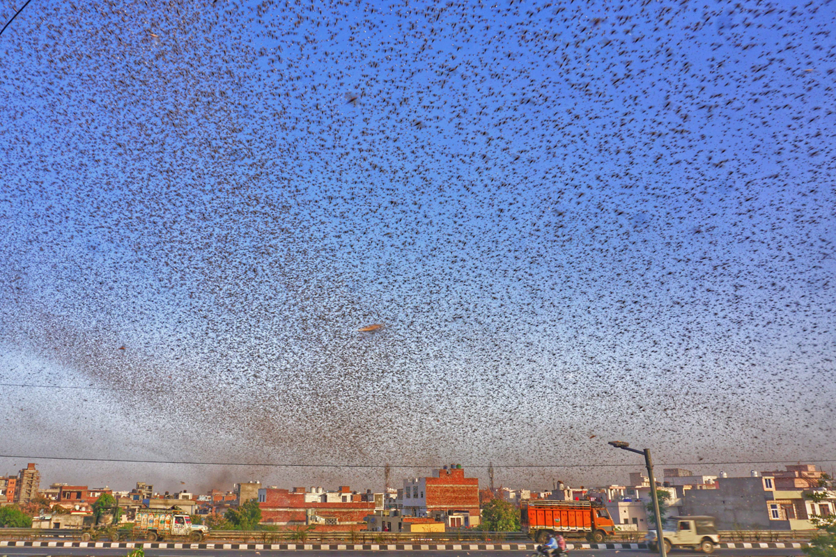 Swarms of locust attack in the residential areas of Jaipur, Rajasthan, Monday, May 25, 2020. More than half of Rajasthans 33 districts are affected by invasion by these crop-munching insects.(Photo by