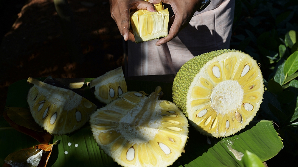 Jackfruit