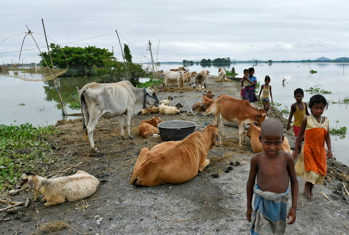 Children walk past cattle on an embankment in a flooded area in Morigaon district, in the northeastern state of Assam, India, July 20, 2020. REUTERS/David Talukdar TPX IMAGES OF THE DAY