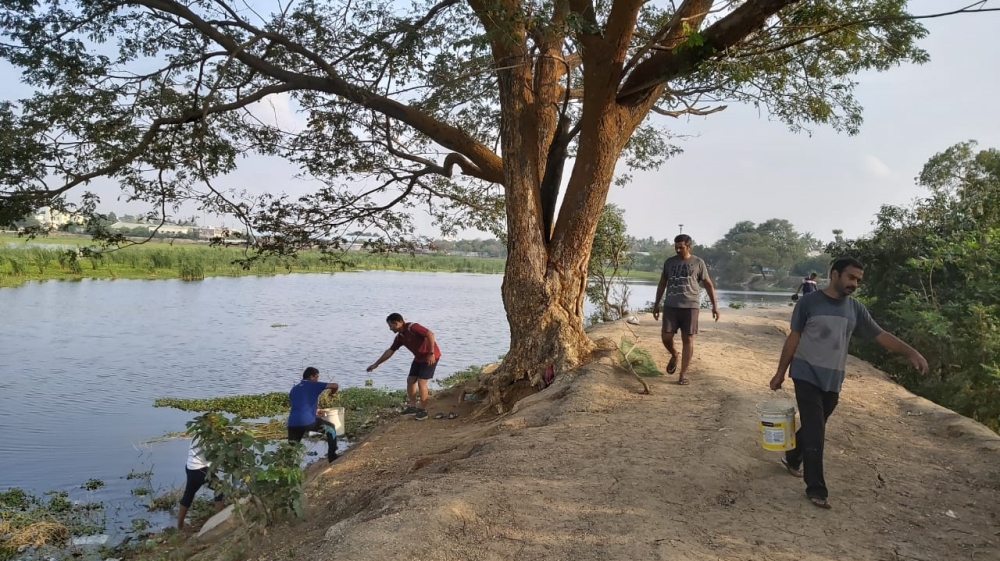 Tree walks in Chennai