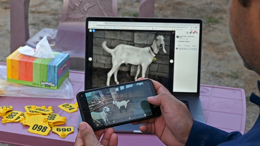 animal sellers online