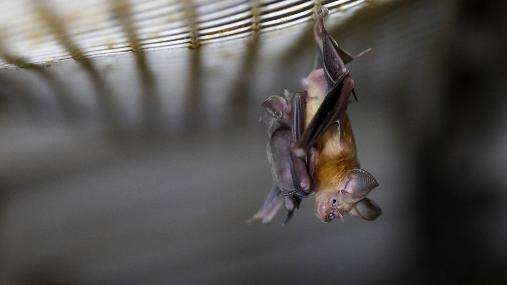 Horseshoe bat