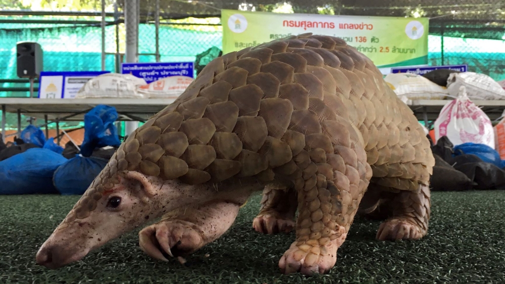 Pangolin wildlife trafficking