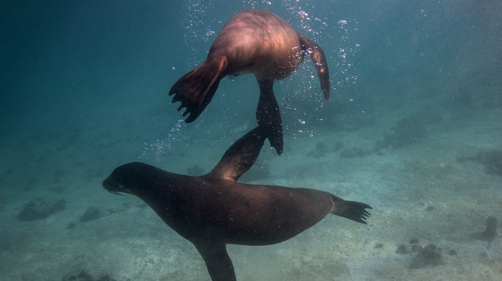 Galapagos sea lions