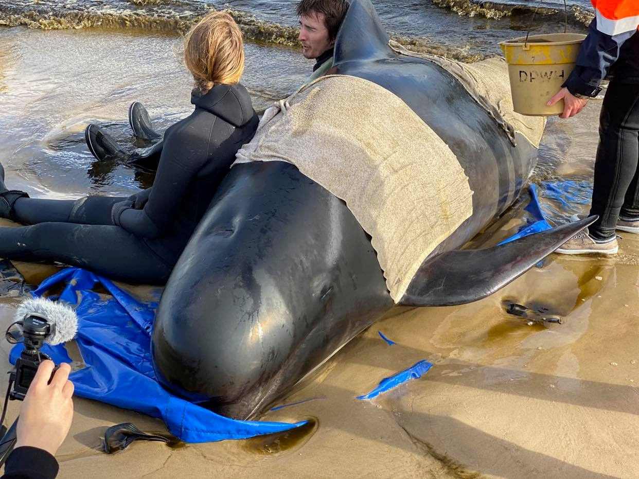 Whale rescue efforts take place at Macquarie Harbour in Tasmania, Australia September 22,2020