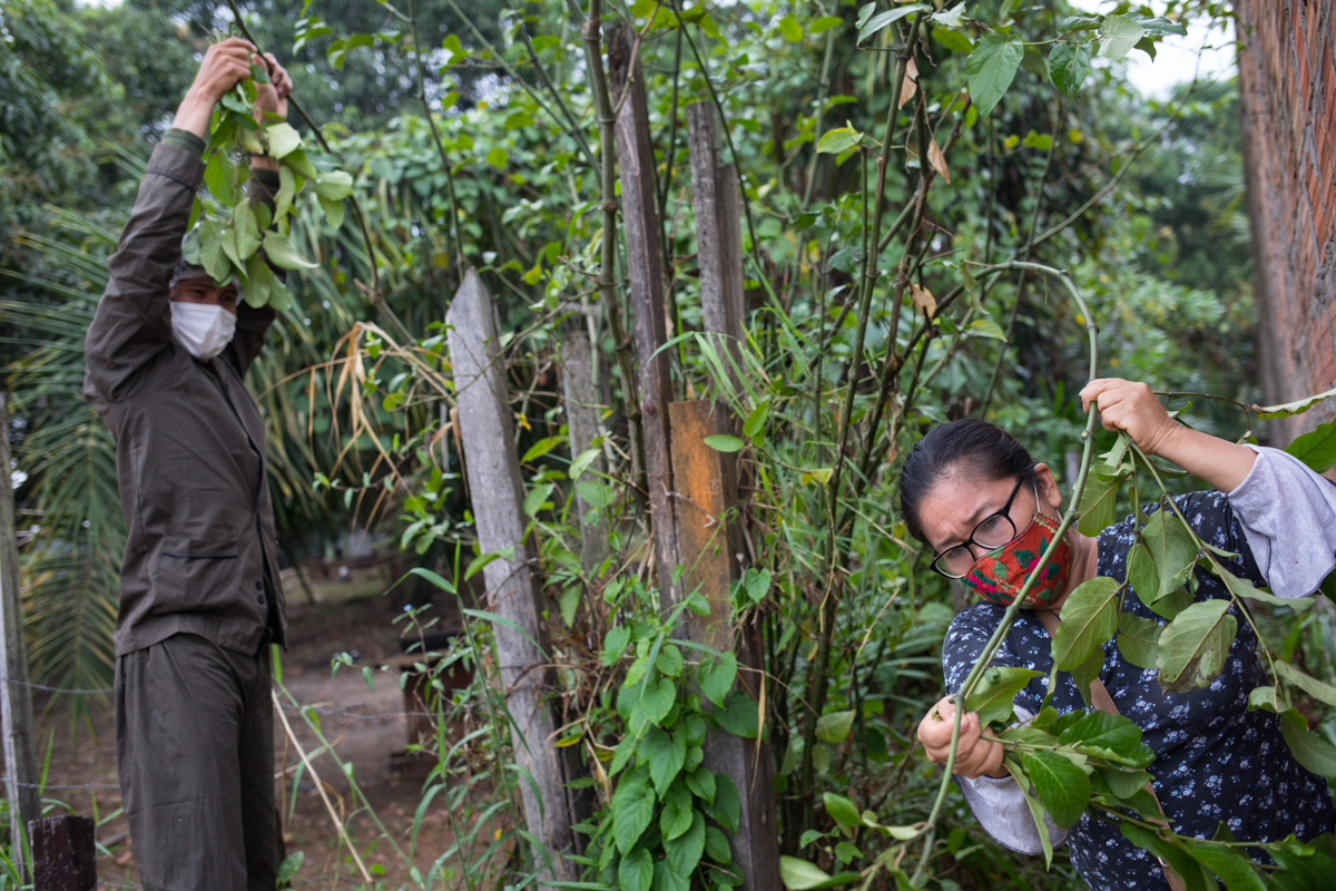 Comando Matico volunteers Isai Eliaquin Sanancino, left, and Mery Fasabi, collect the leaves of a plant known locally as matico, in the Shipibo Indigenous community of Pucallpa, in Peru’s Ucayali regi