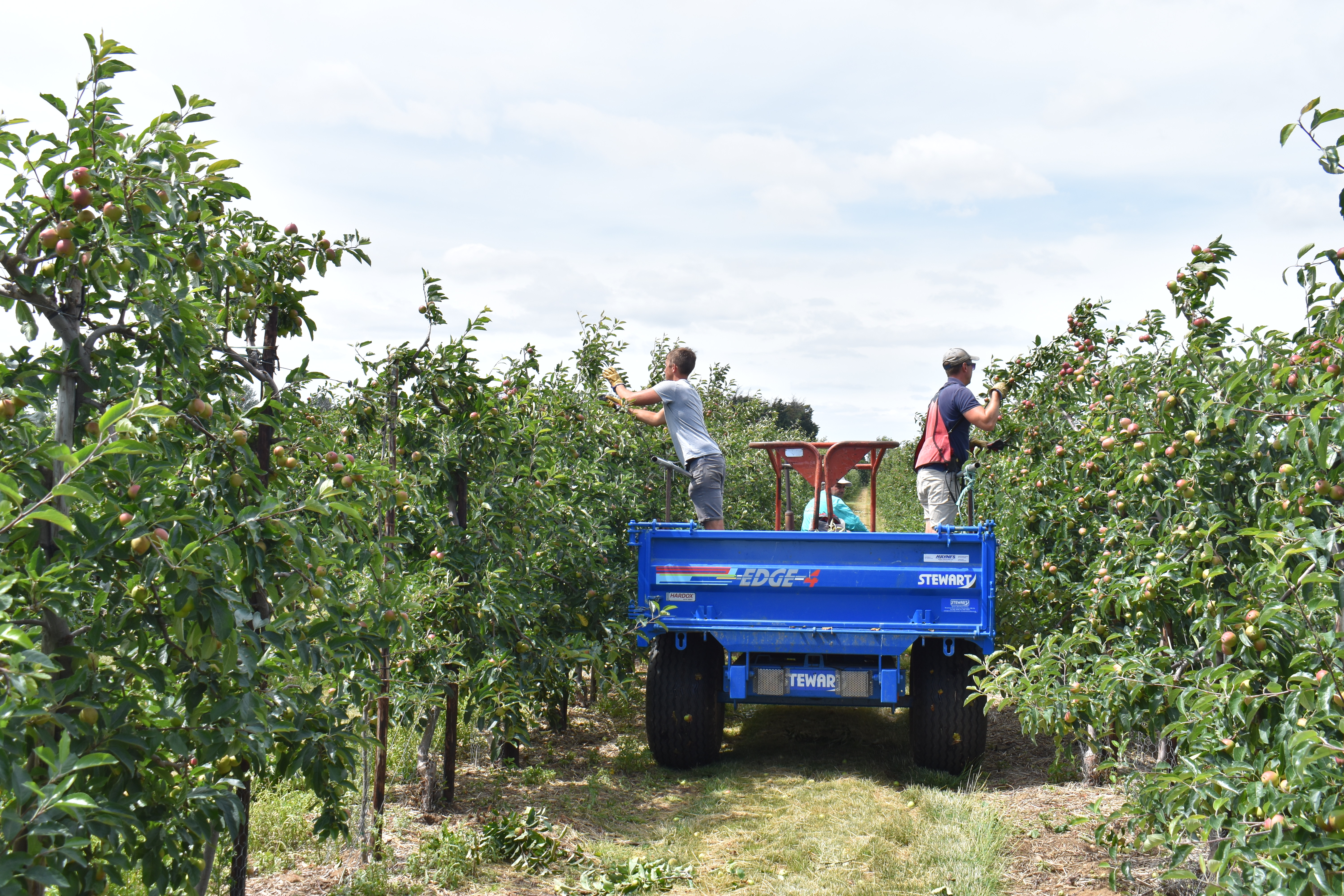 Farmworkers thin apple trees in preparation for the October harvest [Frankie Adkins/Al Jazeera]