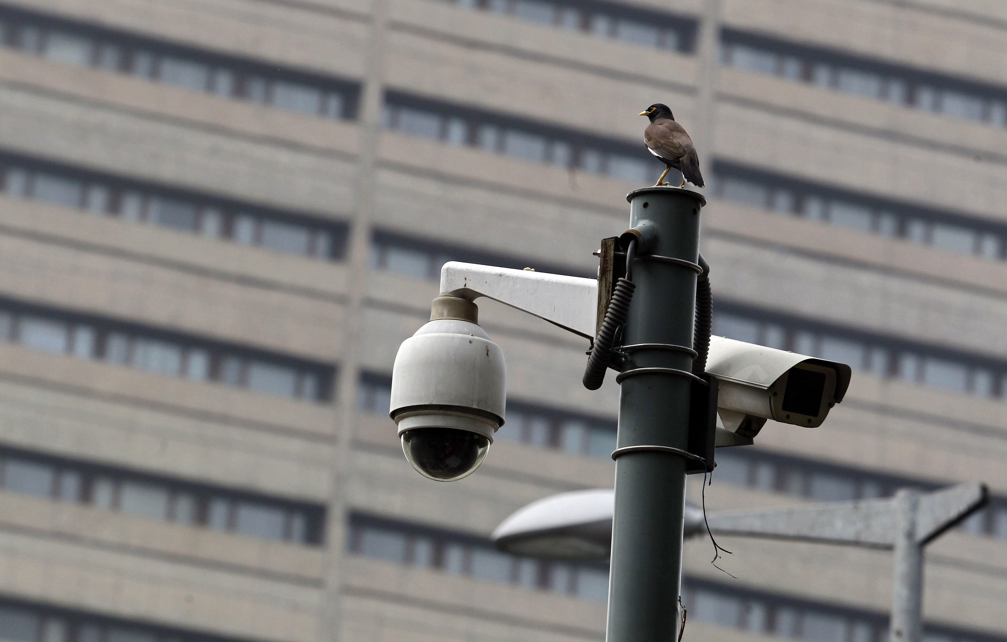 A bird sits atop a closed-circuit television (CCTV) camera pole at a traffic intersection
