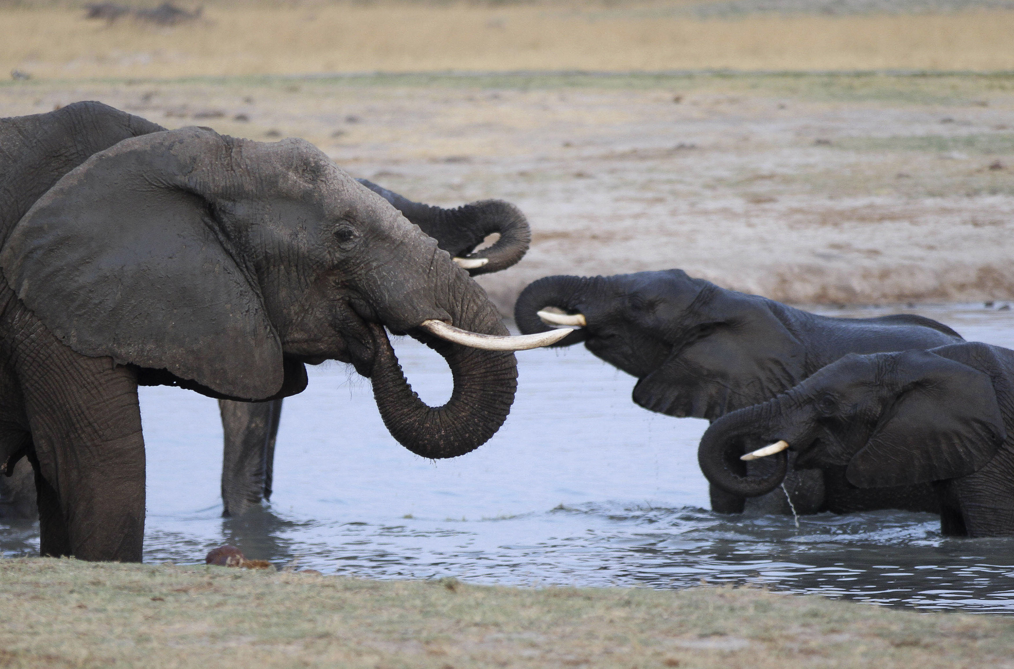 Authorities estimate more than 100,000 elephants live within Zimbabwe's boundaries [File: Philimon Bulawayo/Reuters]