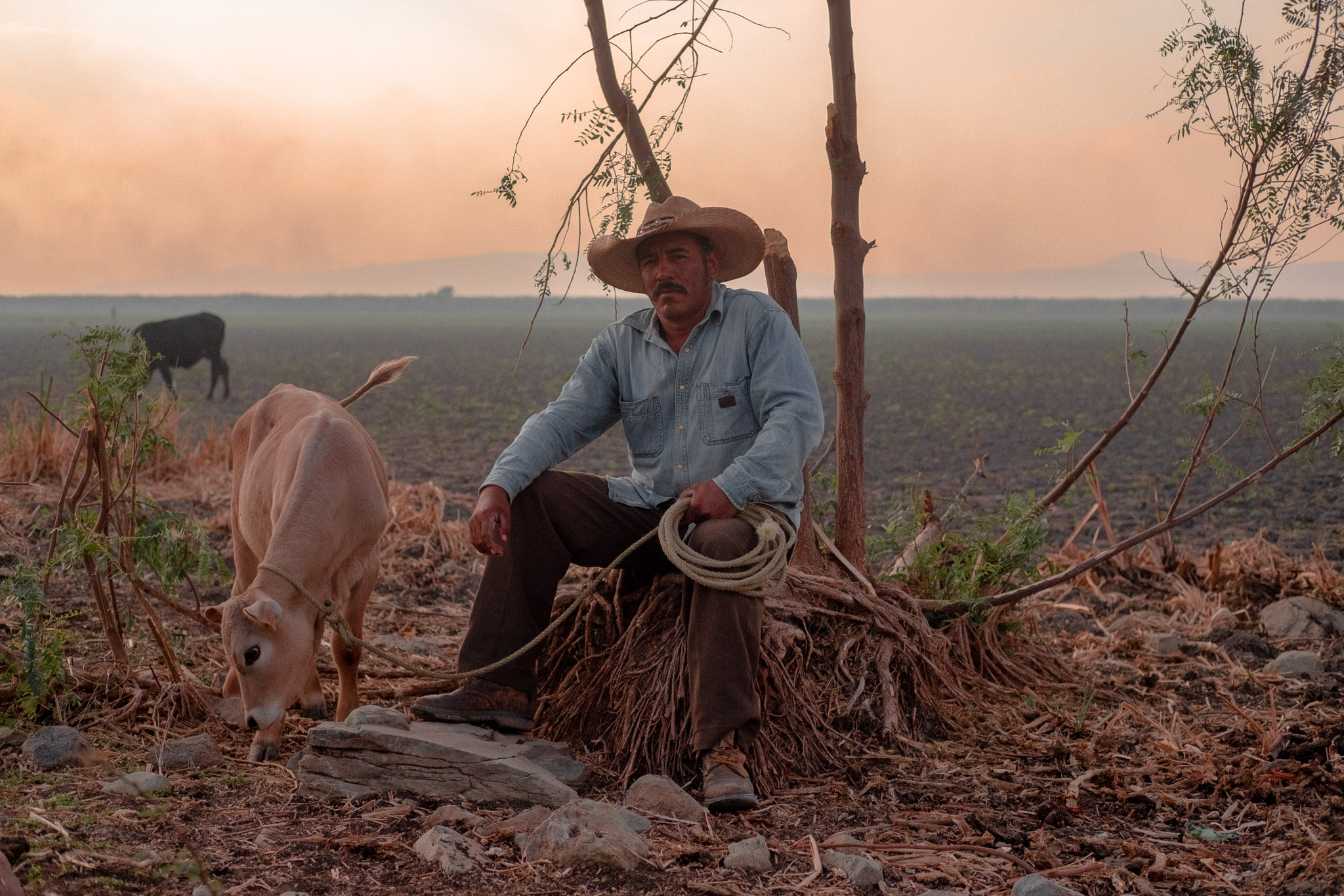 Ranchero Cornelio with one of his young calves; as his cattle graze he takes a rest on one of the few trees in the desert landscape that once was Lake Cuitzeo [Jules Emile/Al Jazeera]