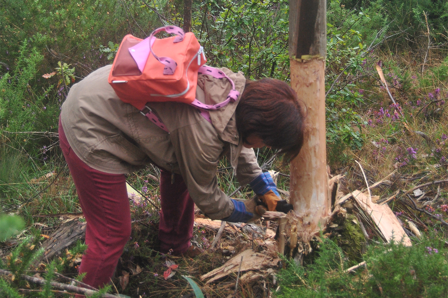 A volunteer removes part of the bark of a eucalyptus tree to weaken the plant. In a few months, they will tear down the tree to prevent it from resprouting [Ignacio Amigo/Al Jazeera]