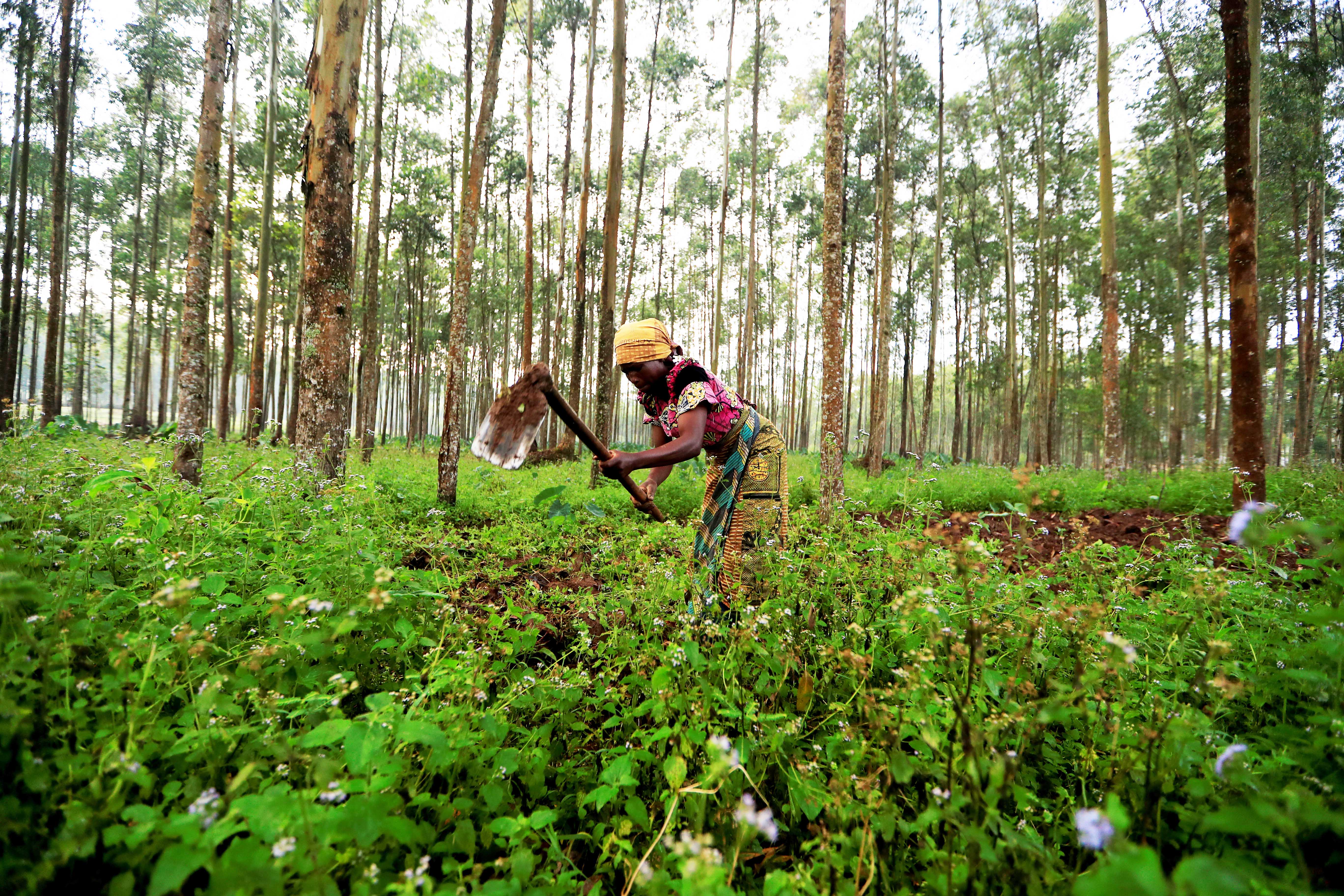 Farmer Nzyava, 49, works on her land in Katwa, near Butembo, in the Democratic Republic of Congo on October 5, 2019 [File: Reuters/Zohra Bensemra]
