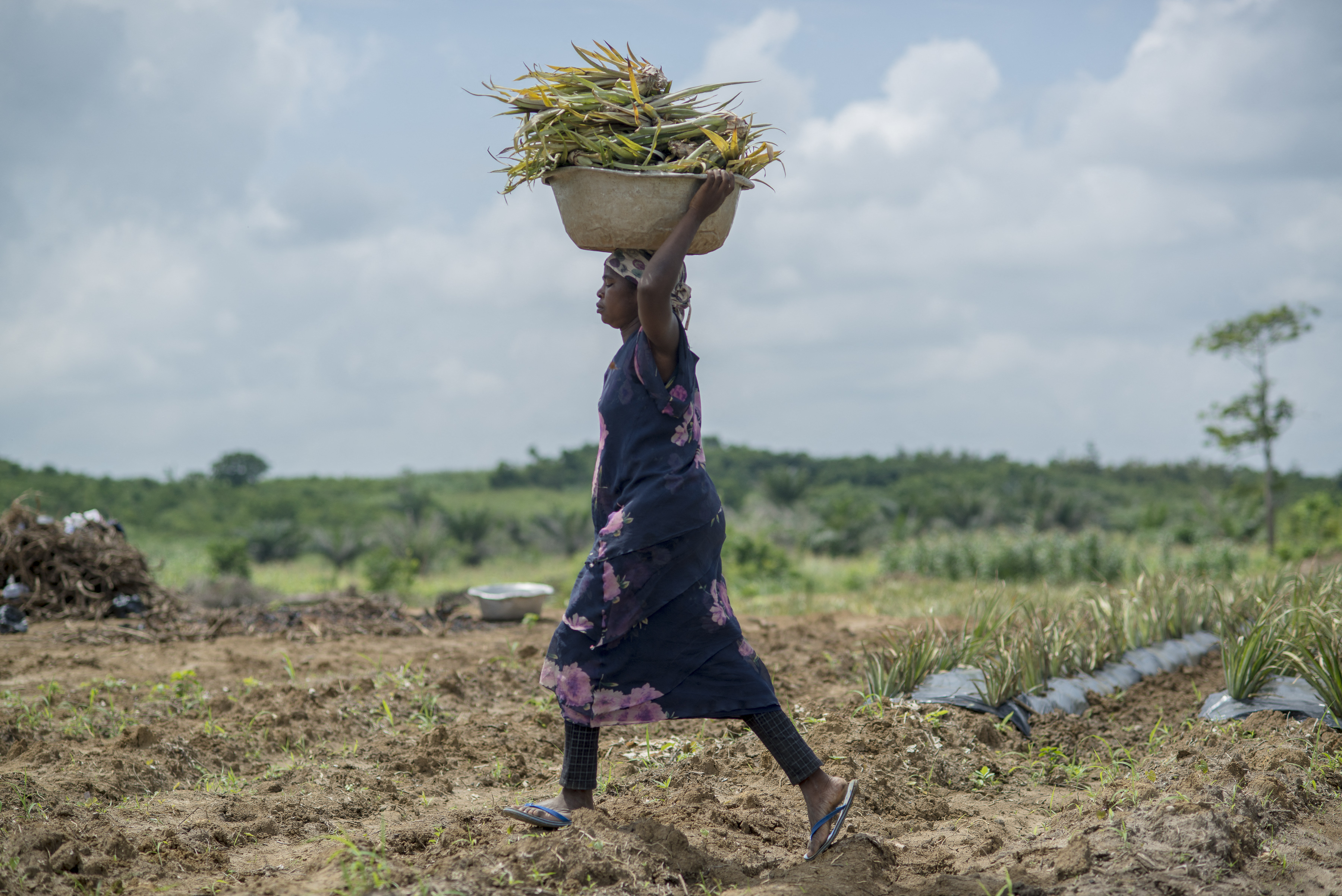 A farmer carries pineapples to be planted at the Greenfields pineapple farm in Ekumfi on June 29, 2018 [File: AFP/Cristina Aldehuela]