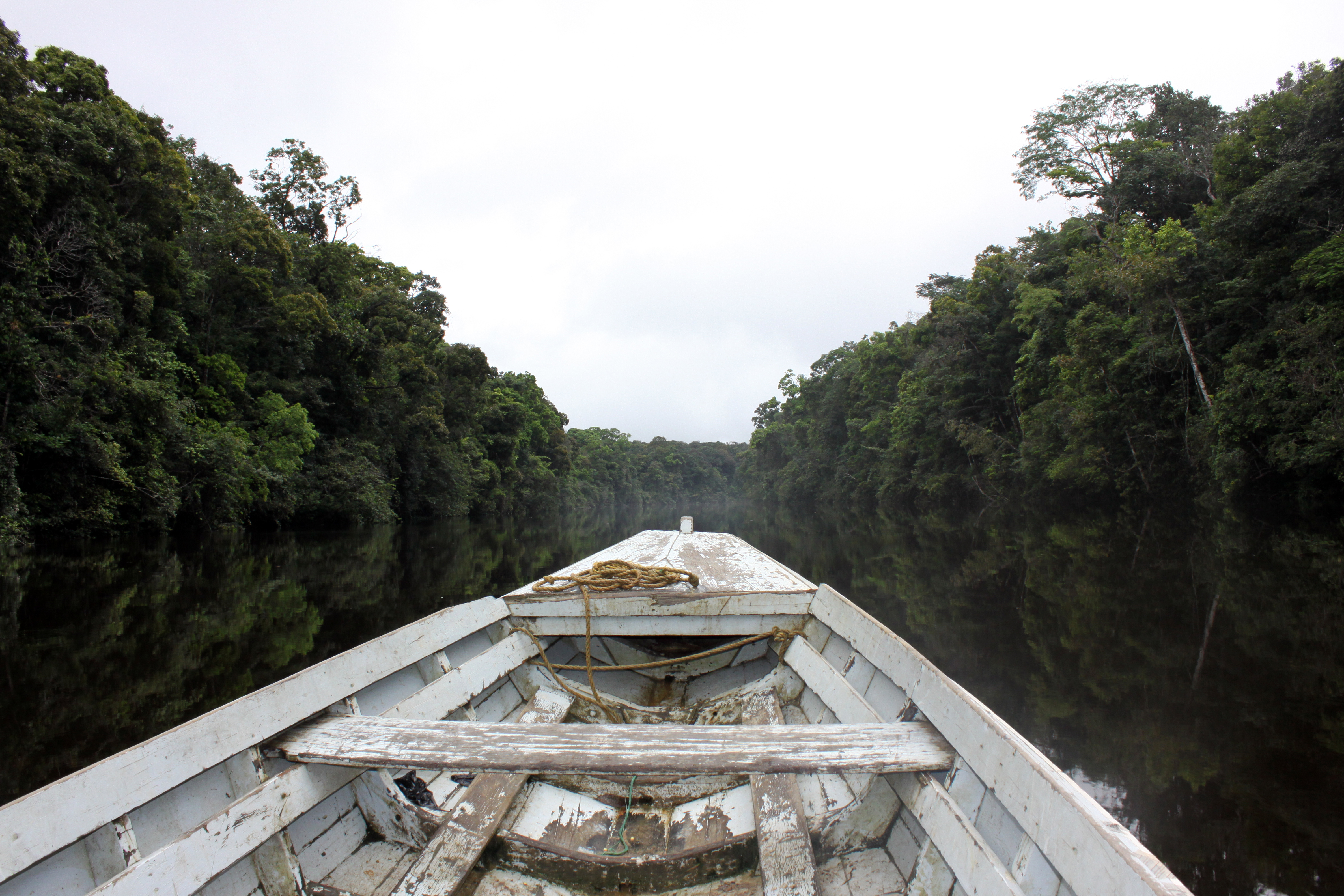 Guyana has maintained more than 80 percent of its humid forests, according to scientists, compared with less than 50 percent in other South American nations [File: Rustom Seegopaul/Al Jazeera]