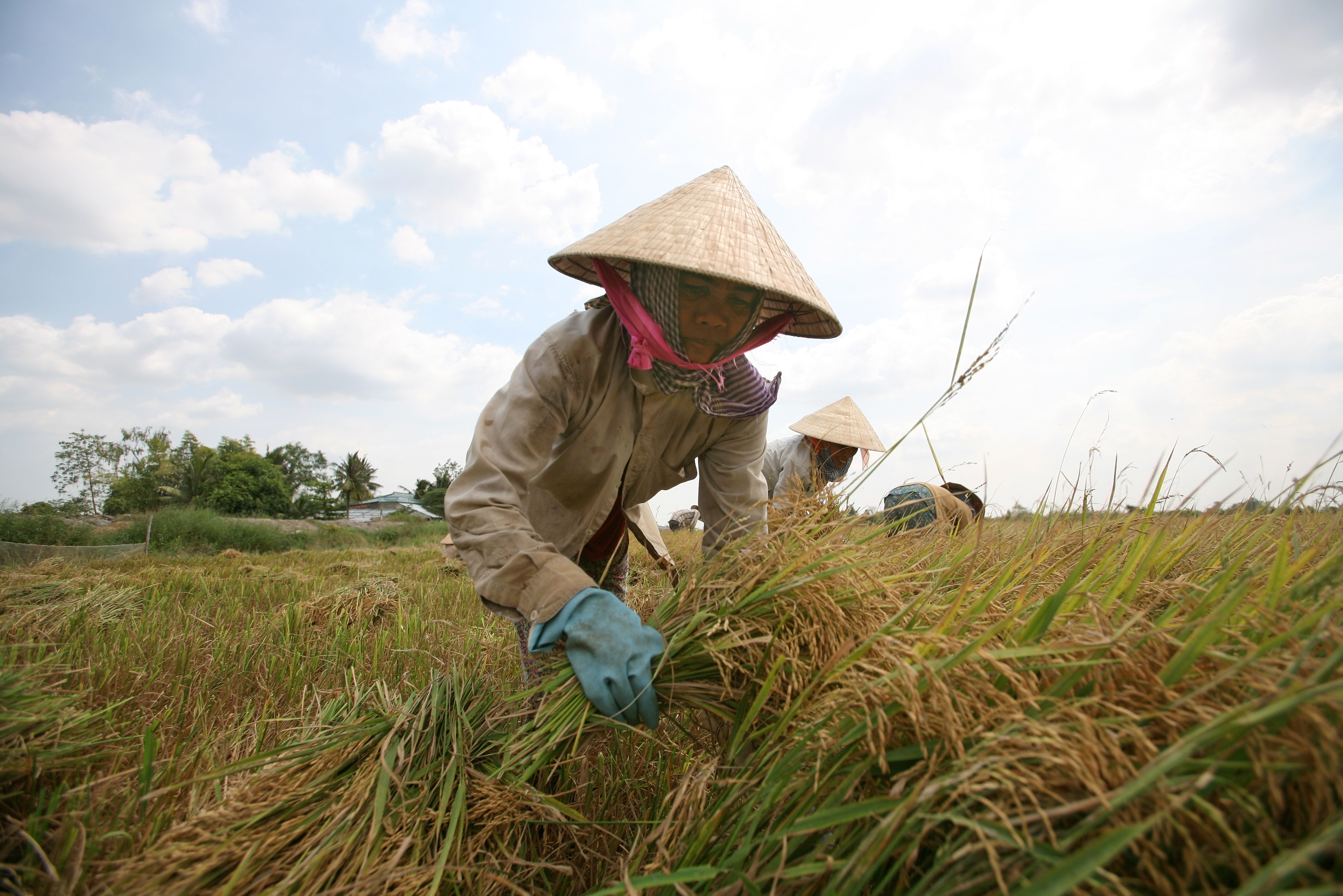 Rice is a major export for Vietnam but also contributes to its greenhouse gas emissions because its cultivation produces methane [File: Luong Thai Linh/EPA]