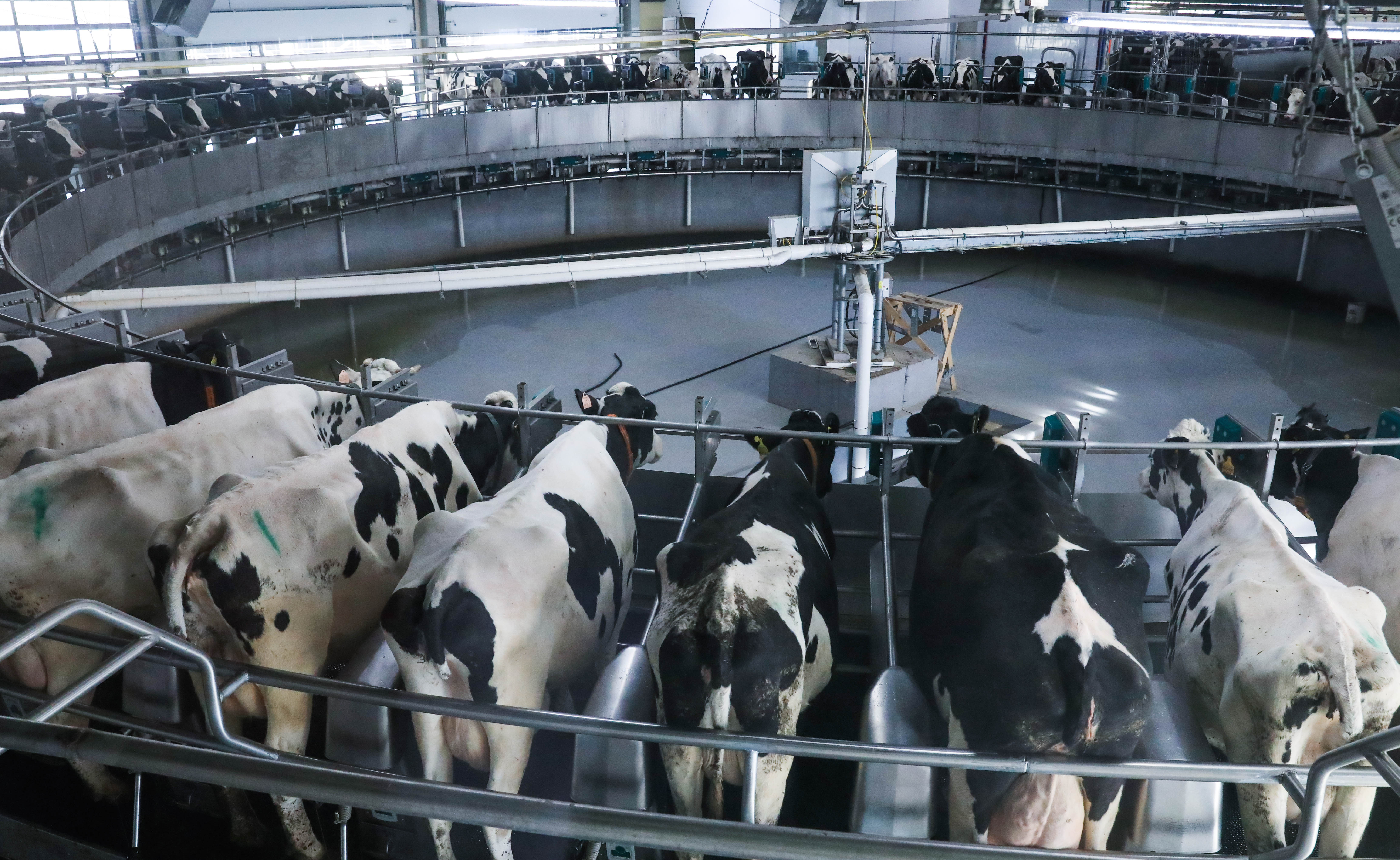 The livestock industry gobbles up resources, degrades the environment and still fails to provide us with adequate nutrition, write Bruun and O'Sullivan [Alexander Ryumin/TASS via Getty Images]