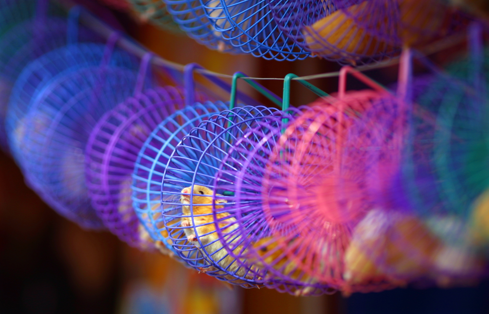 hamsters lined up for sale