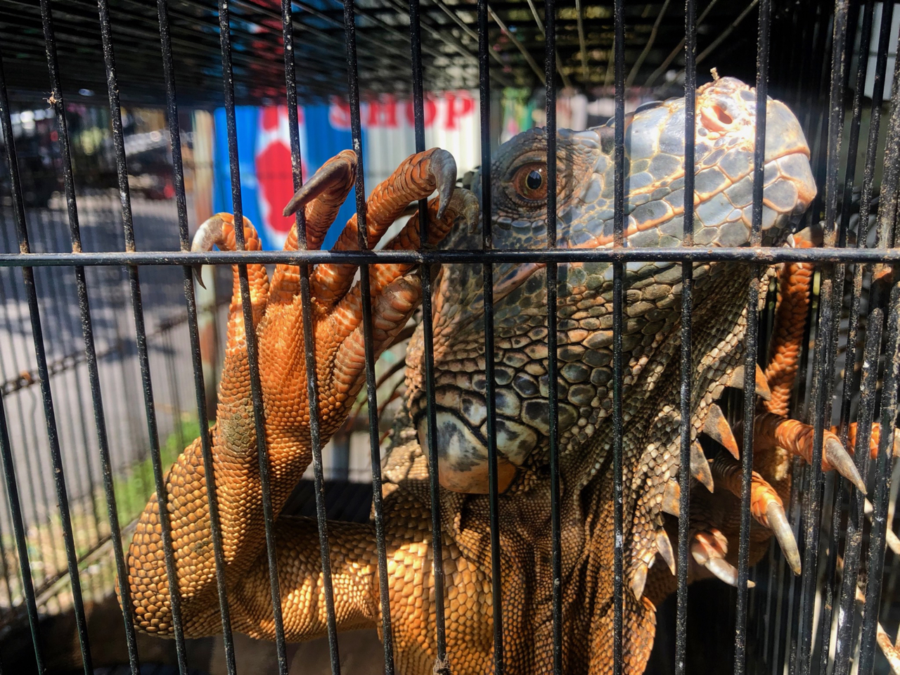 An orangey-coloured iguana holds onto the wires of its cage showing its huge claws