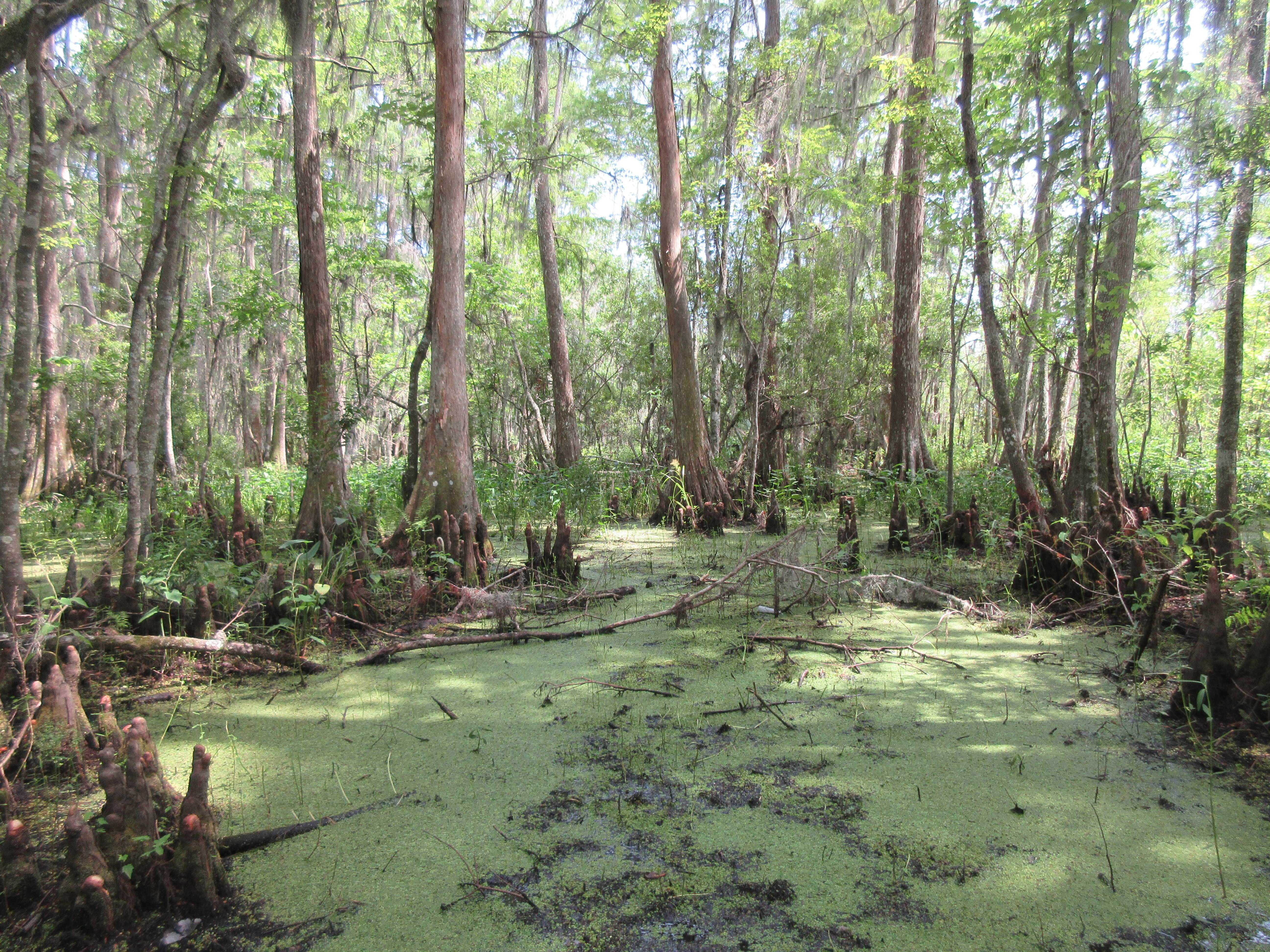 The verdant landscape of the Barataria Preserve, part of the Jean Lafitte National Historical Park and Preserve in Marrero, Louisiana, just outside of New Orleans